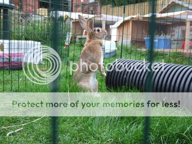post your Standing/periscoping Rabbits! 2006_0922misc0008