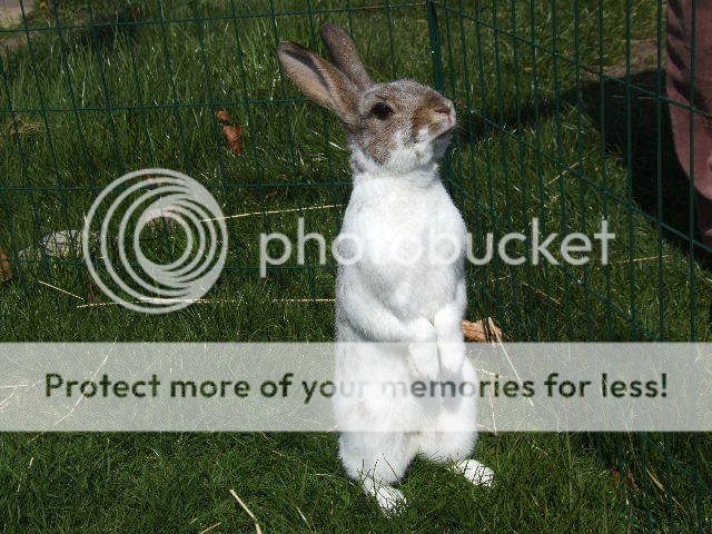 post your Standing/periscoping Rabbits! DSCF4839