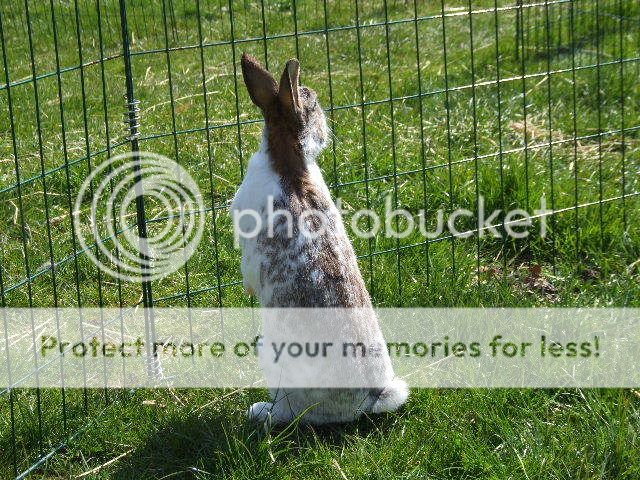post your Standing/periscoping Rabbits! DSCF4840