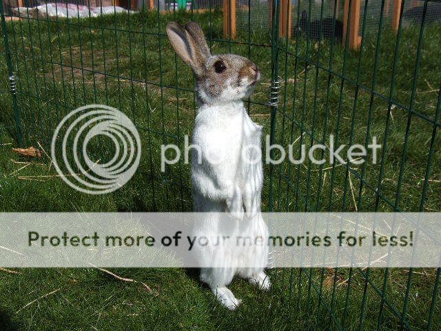 post your Standing/periscoping Rabbits! DSCF4874