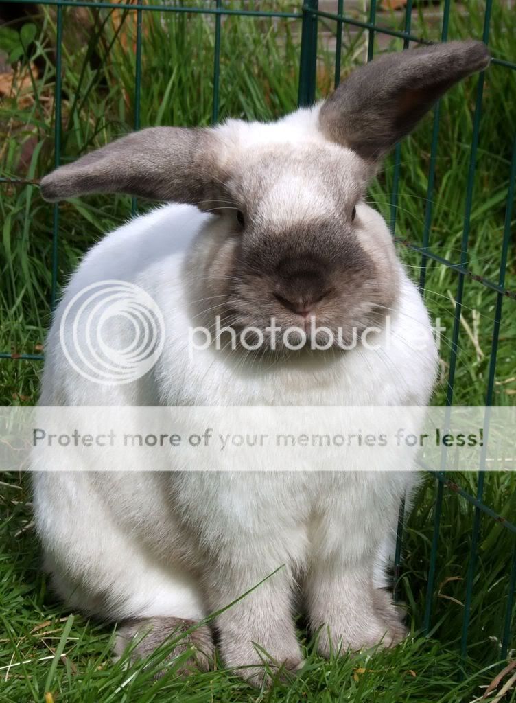 Some of the Carrot buns... more pics added Alana