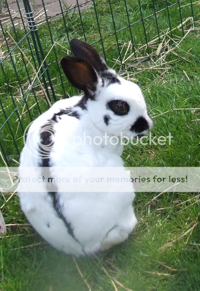 Some of the Carrot buns... more pics added Rosiecrop