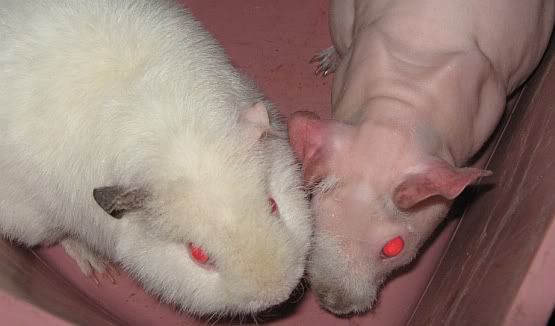 oct22010willow2ndday.jpg