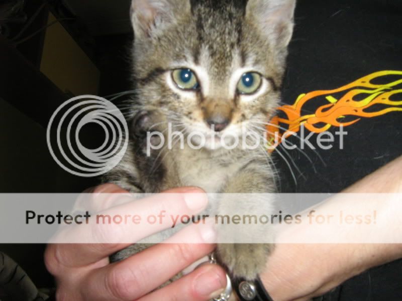 Byron otro gatito mecanico (Asturias) IMG_0599
