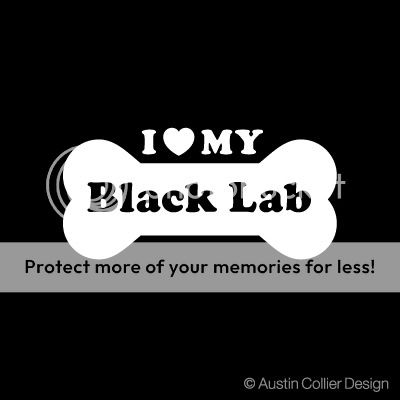 LOVE MY BLACK LAB Vinyl Decal Car Sticker   Labrador  