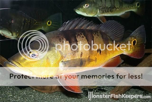 Peacock bass Cichlamonoculus-8