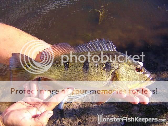 Peacock bass CichlaorinocensisAtabapo