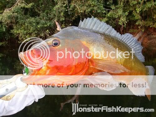 Peacock bass CichlaspFogo-1