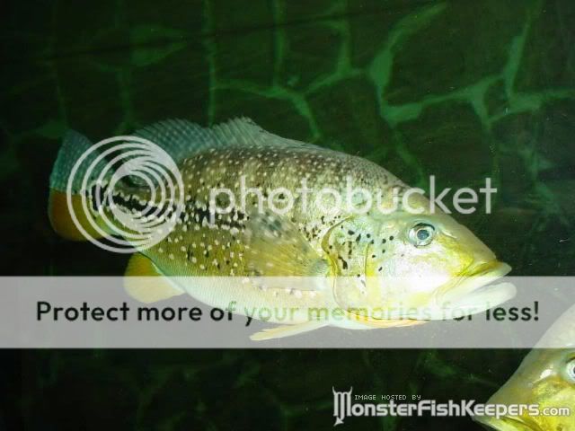Peacock bass CichlaspXinguI