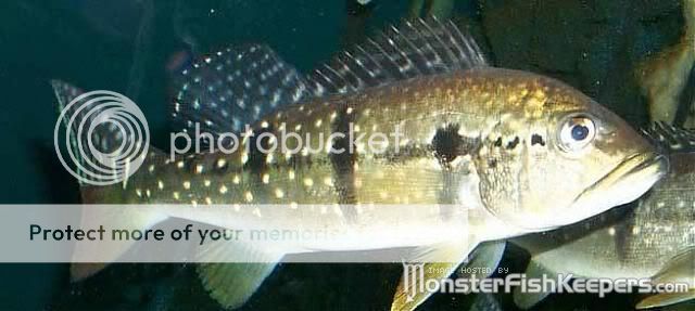 Peacock bass Cichlatemensis-1