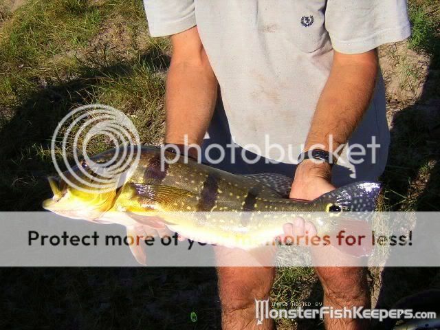 Peacock bass CichlatemensisLlianos