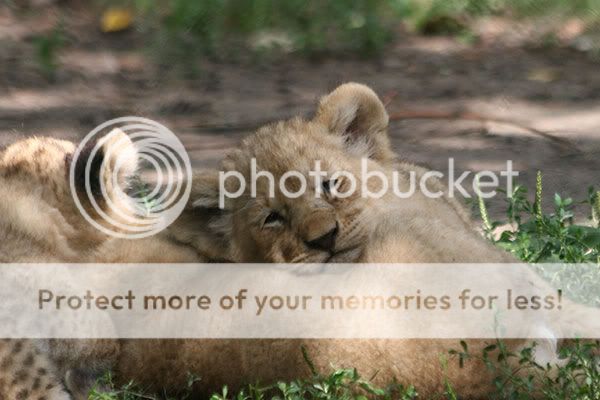 Now for a nice lionhead .... IMG_0301