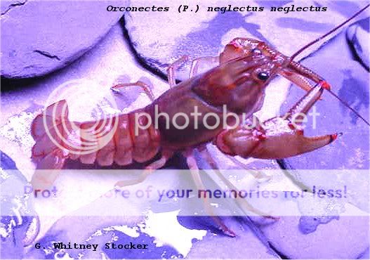 Cherax quadricarinatus:  More New Pics 4/19/11 Negneg3