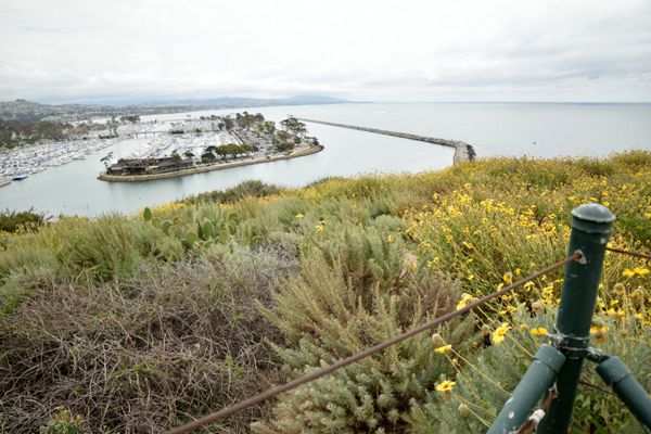 Another snapshot of Dana Point Harbor (and a field of sunflowers) from a hilltop hiking trail in Orange County, CA...on April 20, 2019.