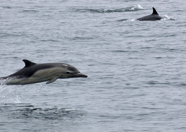 A snapshot of two dolphins swimming through the water off the coast of Dana Point, California...on June 11, 2019.