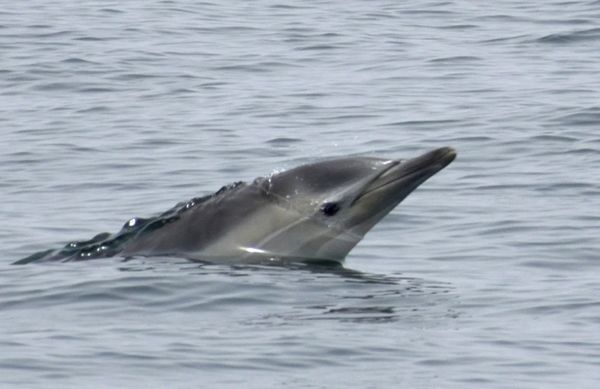 A snapshot of a dolphin off the coast of Dana Point, California...on June 11, 2019.