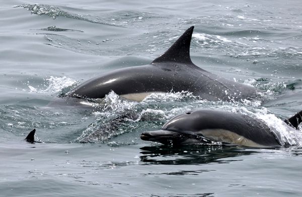 A snapshot of two dolphins (with the dorsal fin of a third dolphin visible near the left side of this photo) swimming off the coast of Dana Point, California...on June 11, 2019.