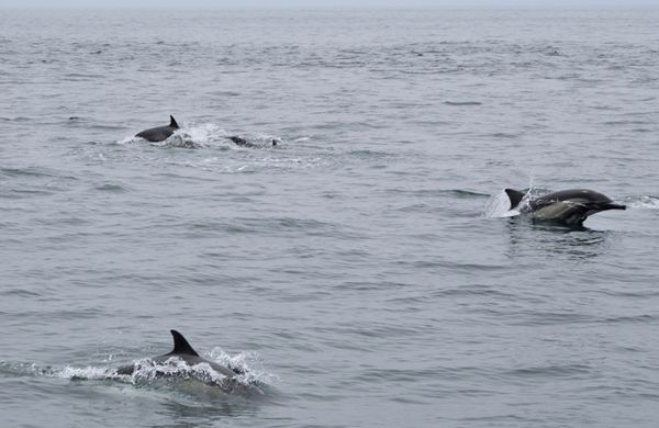 A snapshot of a couple of dolphins swimming off the coast of Dana Point, California...on June 11, 2019.