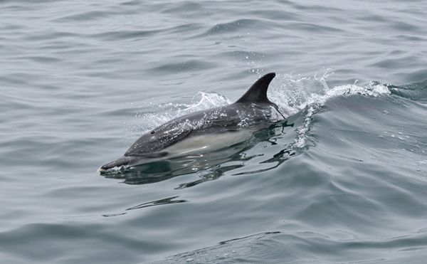 A snapshot of a dolphin off the coast of Dana Point, California...on June 11, 2019.
