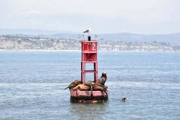 A group of sea lions and a lone sea gull rest atop a buoy anchored off the coast of Dana Point, California...on June 11, 2019.