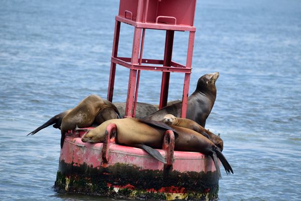 A group of sea lions rest atop a buoy anchored off the coast of Dana Point, California...on June 11, 2019.
