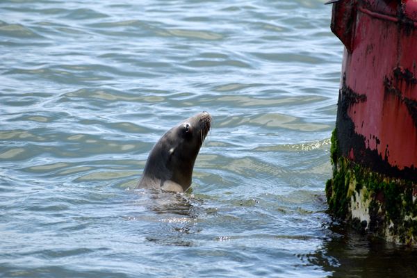 A sea lion pup swims near the base of a buoy anchored off the coast of Dana Point, California...on June 11, 2019.