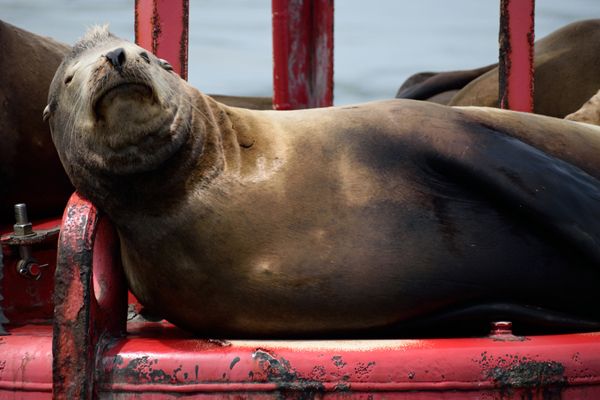 A sea lion sleeps atop a buoy anchored off the coast of Dana Point, California...on June 11, 2019.