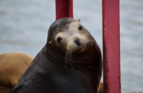 A sea lion gazes at my camera while sitting on a buoy anchored off the coast of Dana Point, California...on June 11, 2019.