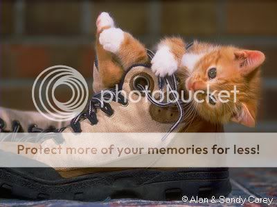 Vos plus belles photos d'animaux! Pupkit18