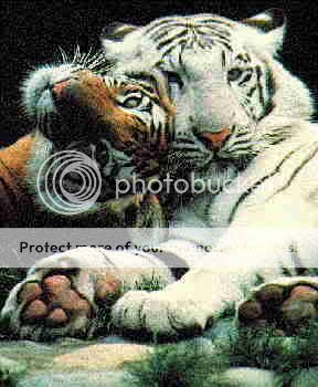 Vos plus belles photos d'animaux! Tigers