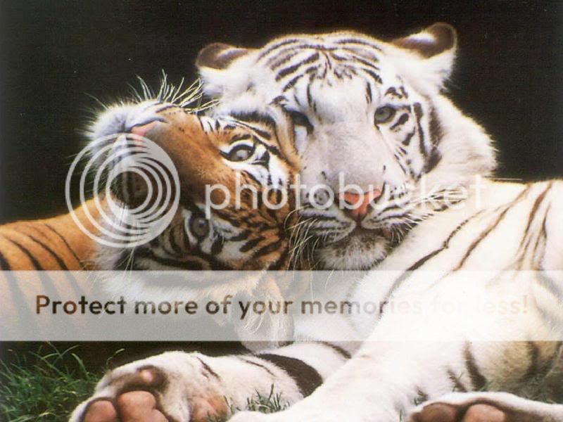Vos plus belles photos d'animaux! Tigres