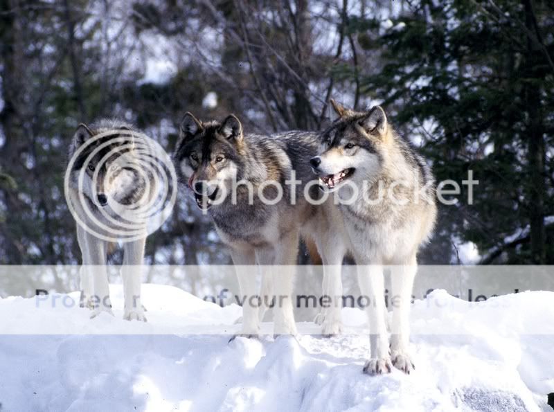 Vos plus belles photos d'animaux! Wolf_pack