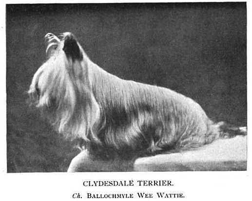 Tamaños del yorkshire terrier 1904_ClydesdaleTerrier