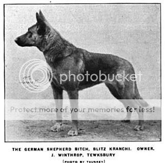 1920 German Shepherd Photo by Pietoro | Photobucket