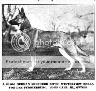 1920 German Shepherd Pictures, Images & Photos | Photobucket