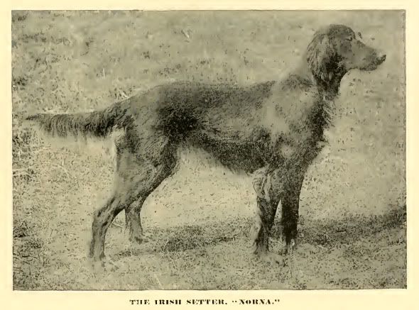 http://img.photobucket.com/albums/v485/Pietoro/Dog%20Breed%20Historical%20Pictures/Irish%20Setter/1890IrishSetter.jpg