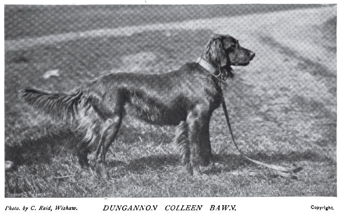 http://img.photobucket.com/albums/v485/Pietoro/Dog%20Breed%20Historical%20Pictures/Irish%20Setter/1897_IrishSetter.jpg