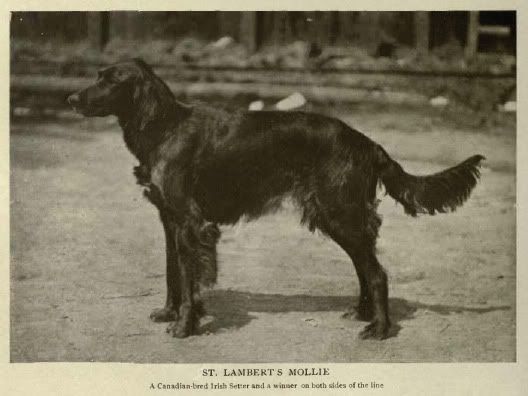 http://img.photobucket.com/albums/v485/Pietoro/Dog%20Breed%20Historical%20Pictures/Irish%20Setter/1905IrishSetter3.jpg