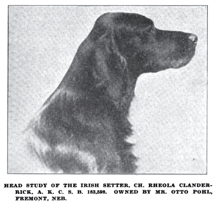 http://img.photobucket.com/albums/v485/Pietoro/Dog%20Breed%20Historical%20Pictures/Irish%20Setter/1917_IrishSetter.gif