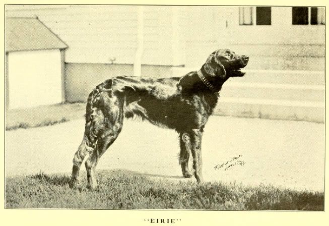 http://img.photobucket.com/albums/v485/Pietoro/Dog%20Breed%20Historical%20Pictures/Irish%20Setter/1920_IrishSetter.jpg