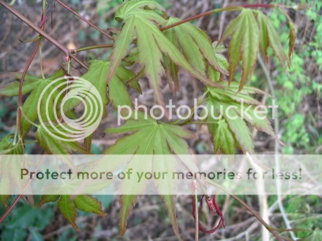 Acer palmatum 'Arakawa' Acer