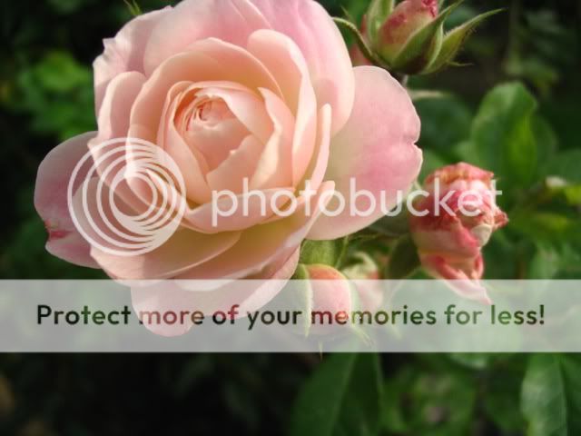 Hybride de Moschata: Bouquet Parfait BouquetParfait222