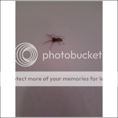 The place where you post obscure bugs! - Page 3 Unidentifiedspider