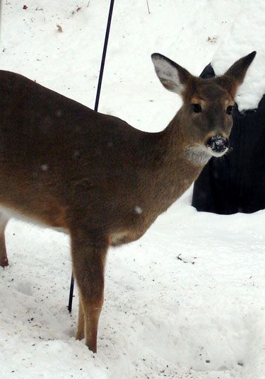 Deer pic the first