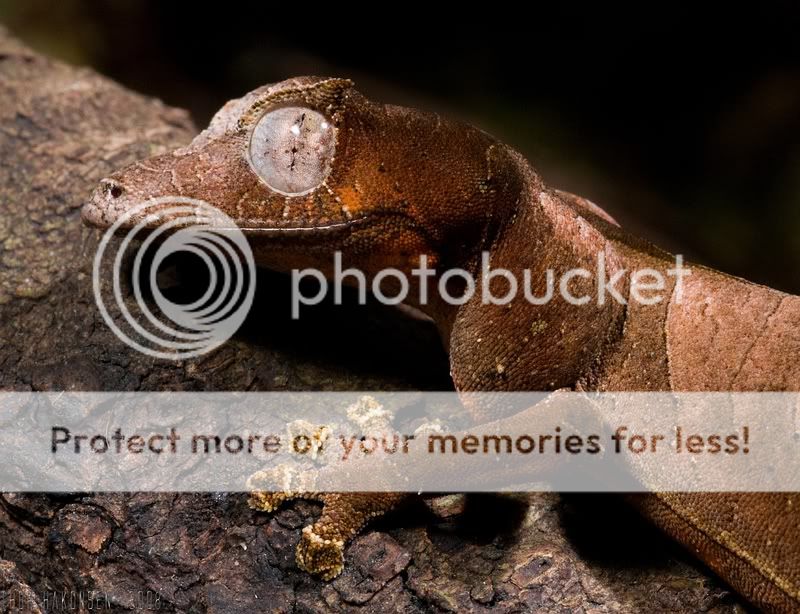 Фантастический листохвостый геккон фото