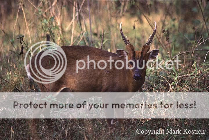 http://img.photobucket.com/albums/v491/mangust/bizarre/giant_muntjac.jpg