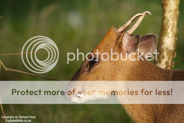 http://img.photobucket.com/albums/v491/mangust/bizarre/muntjac_MG_9359lw.jpg