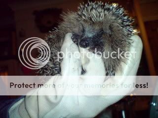 I collected a hedgie this morning! (Edie) Edie3