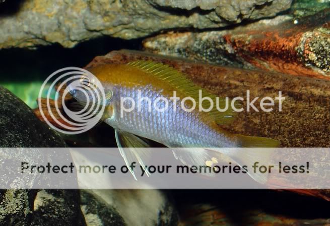 Gephyrochromis - JungleKey.fr Image #100