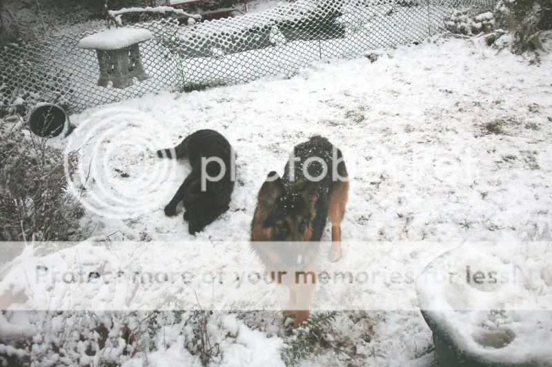 Marley and Kala's snowy pics part 1 IMG_6555
